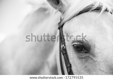 A Close Up Landscape Black And White Image Of The Eye, Head, And Shoulders Of A Palomino Horse