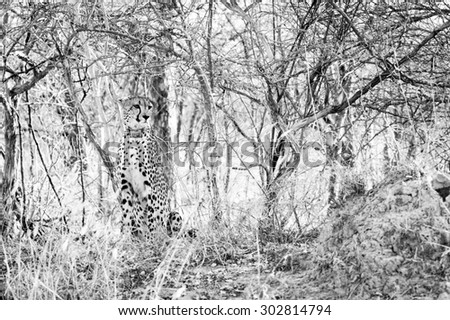 black and white image of a young cheetah sat in the bush at kruger national park