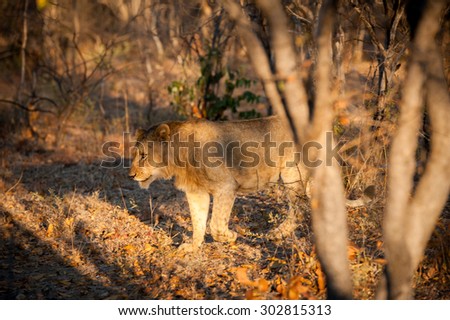young lion in golden light hunting an unseen prey