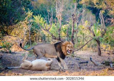two lions mating in the kruger national park