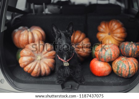 Black scotch terrier dog sitting in the open car trunk full of pumpkins