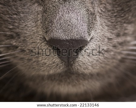 close-up of gray cat nose