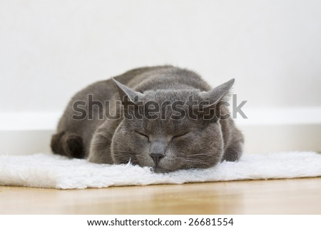 portrait of a sleepy kitten cat lying on the white carpet