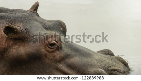 Hippo crying in submerged water keeping a watchful eye on the camera