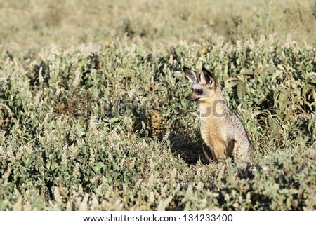 Alert adult bat-eared fox, Otocyon megalotis, a small insectivorous canid with specially adapted teeth, sitting in grassland savannah in the Serengeti National Park