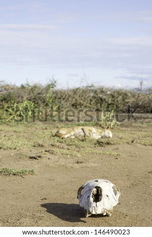 Animal skull in the Serengeti lying on the dry earth in the African savannah, a victim of a natural death or predation