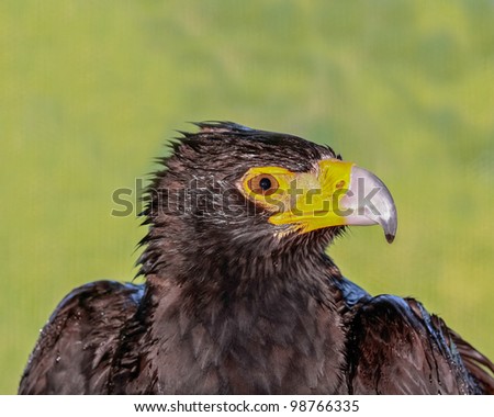 African Black Eagle looking to the right of the frame