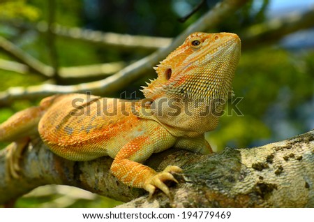 Hypo Leatherback Bearded Dragon perched on a branch