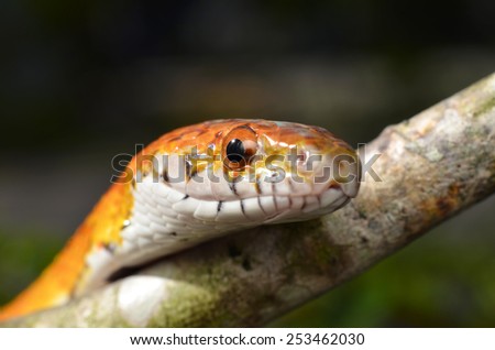 Sunkissed Corn Snake close up eye and detail scales