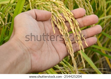 Rice harvest in hand