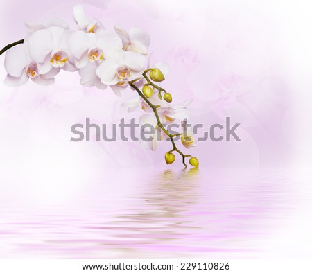Beautiful white orchid flower phalaenopsis reflected in water