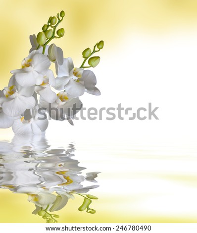 Beautiful white orchid flower phalaenopsis reflected in water