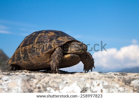 land turtle on the old road in Turkey