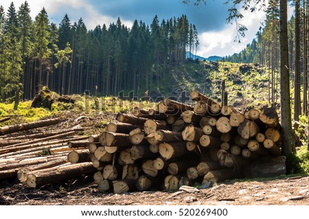 Log stacks along the forest road, Tatry, Poland, Europe