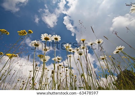 Field+of+daisies+background