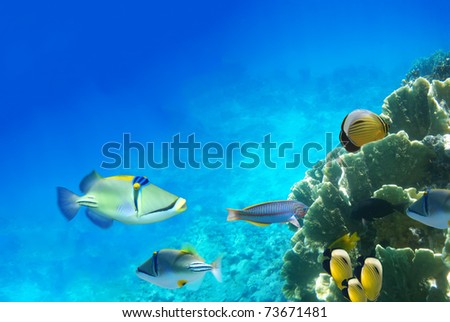 Underwater life of a hard-coral reef, Red Sea, Egypt