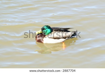green head duck