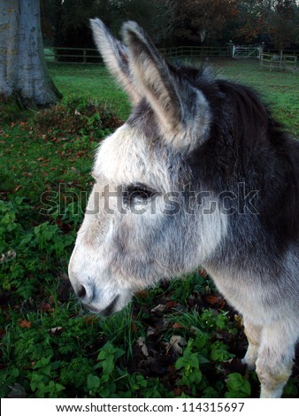 Donkey white face