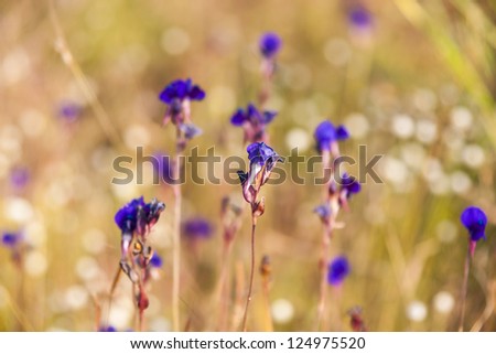 Purple Flower Circle, wildflowers.