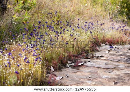 Purple Flower Circle, wildflowers.