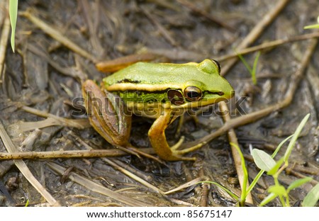 Animal, frog, eyes, head, legs, feet