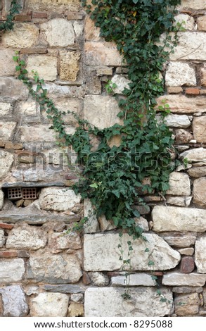 Plant over stone wall
