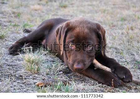 Chocolate labrador retriever puppy chewing on a stick