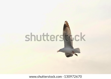 An image of a beautiful seagull in the bright sky