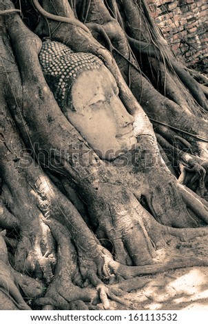 Buddha Head Surrounded by Roots
