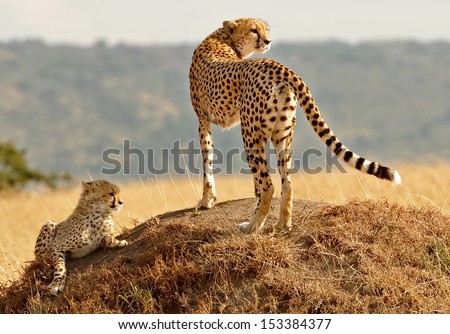 African Cheetahs Acinonyx jubatus on the Masai Mara National Reserve safari in southwestern Kenya African Cheetahs Acinonyx jubatus on the Masai Mara National Reserve safari in southwestern Kenya