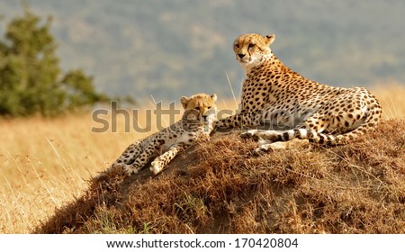 KENYA - AUGUST 11: African Cheetahs (Acinonyx jubatus) on the Masai Mara National Reserve safari in southwestern Kenya.