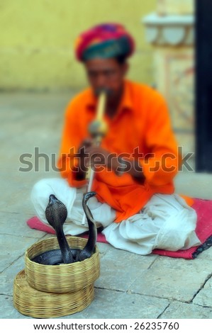 Indian snake charmer.  (NOTE: Selective focus on cobras)