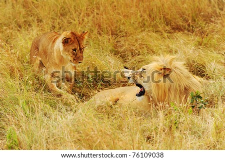 A lion (Panthera leo) and cub on the Masai Mara National Reserve safari in southwestern Kenya.