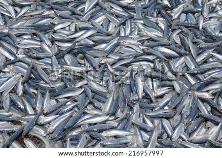 Fishes background