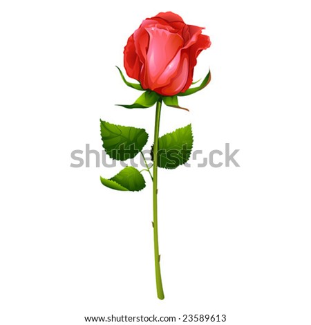 red rose. Beautiful red rose,
