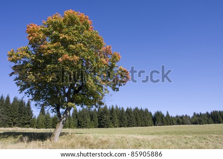 tree in autumn sun with color leafs