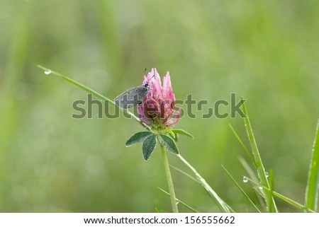 cupido argiades on red clover in the morning