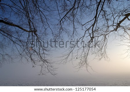 Tree in a foggy winter landscape on estate \