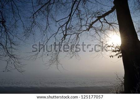 Tree in a foggy winter landscape on estate \