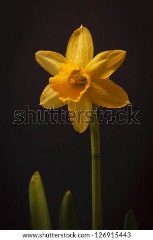 Dwarf Narcissi.   Yellow narcissi isolated on a black background.
