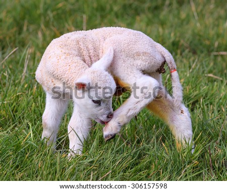 A Jacob Lamb.  A Jacob lamb in a Scottish meadow.
