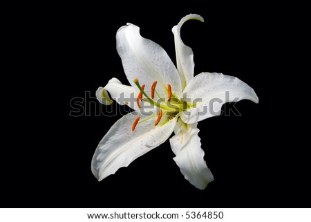 White Lily Bud