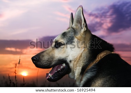 Alsatian dog looking at sunset