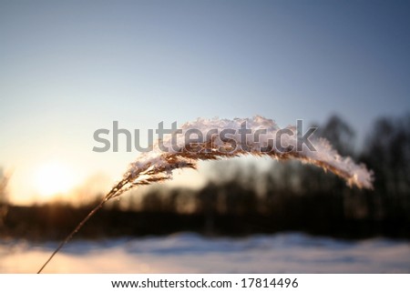 Plant with snow at winter sunset