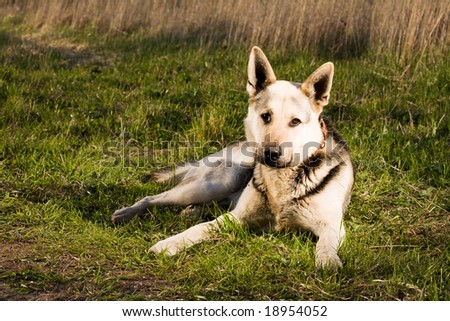 Alsatian dog lying at field.
