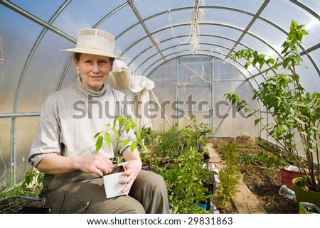 Middle aged woman in her hothouse with tomato plant in hands