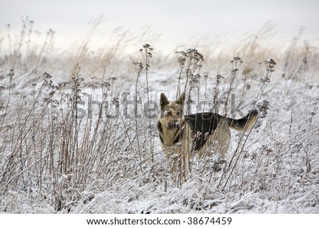 Alsatian dog at winter field