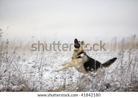 Alsatian dog at winter field