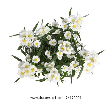 Golden-daisy isolated on white