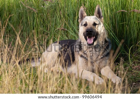 Alsatian dog at field. Summer.
